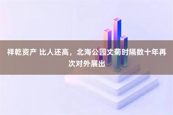 祥乾资产 比人还高，北海公园丈菊时隔数十年再次对外展出